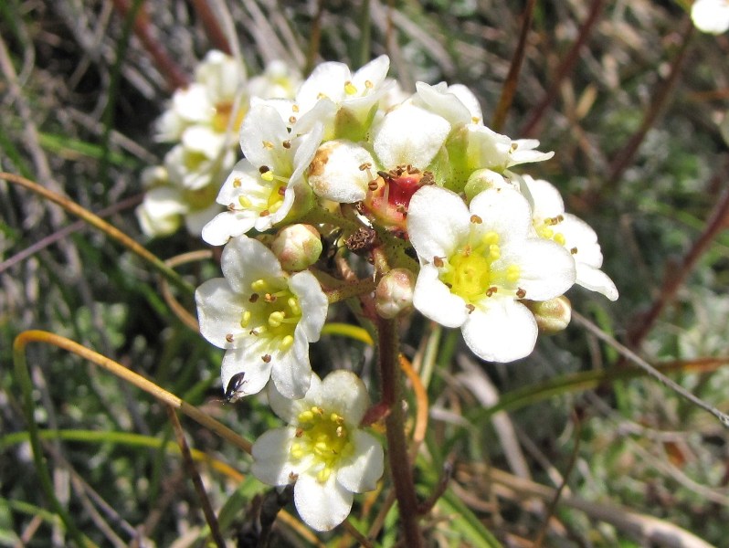 Sentieri ferrati, sentieri fioriti: i fiori dell''Albiolo